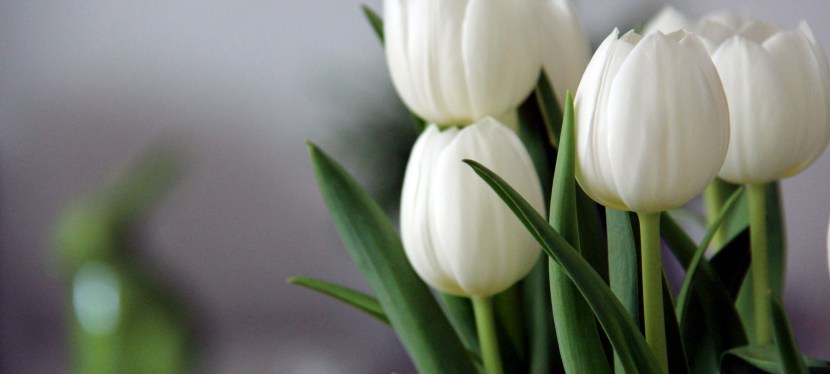 Flowers of Forgiveness